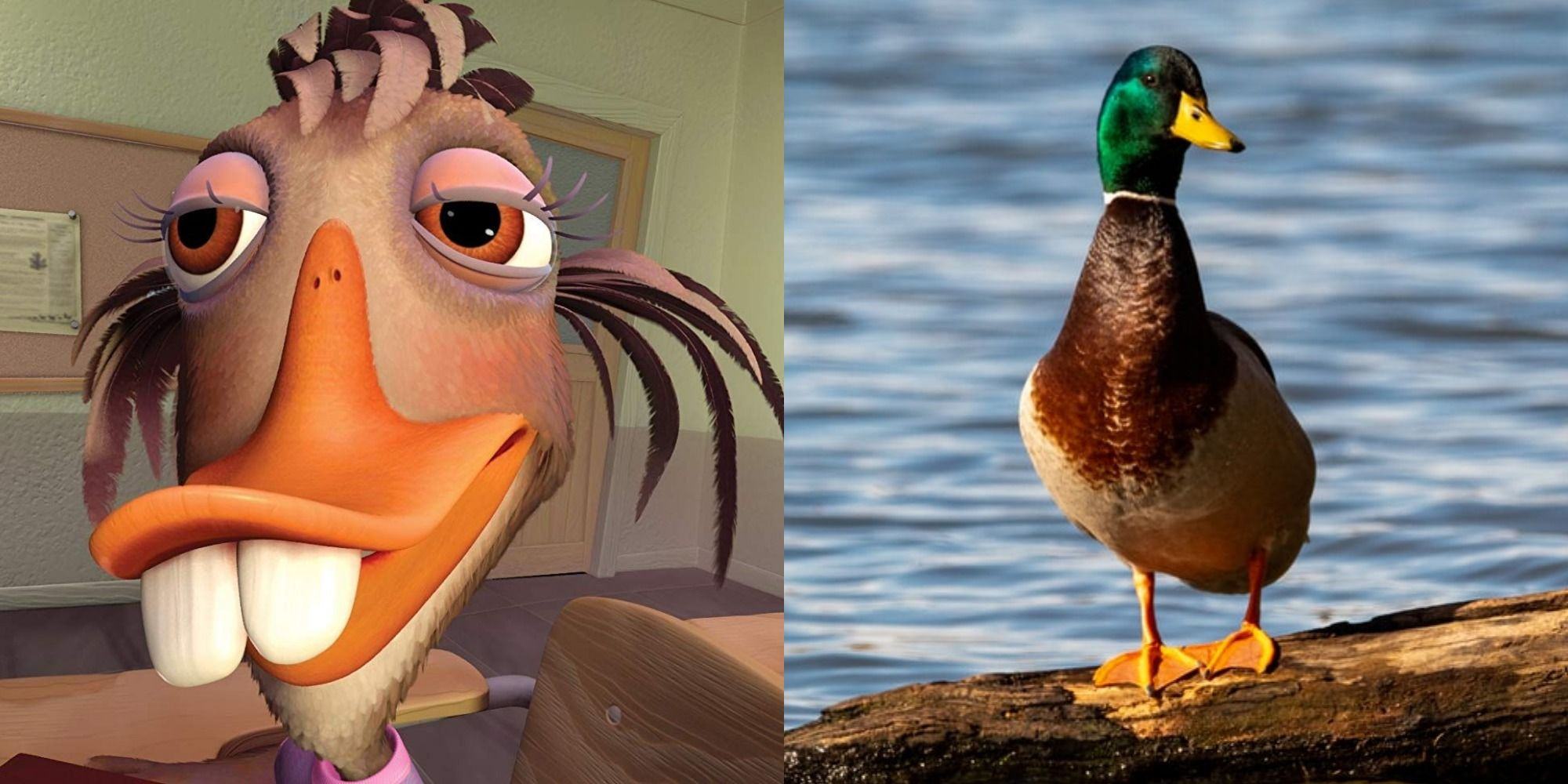 Side by side comparison between Abby Mallard in Chicken Little (2005) and a real mallard