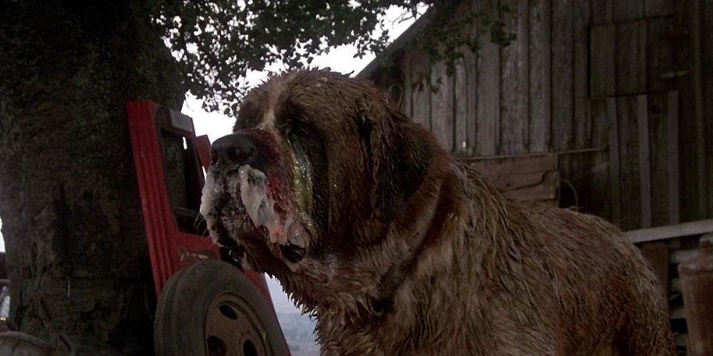 A foamy gross looking Cujo with rabies in the Cujo 1983 movie