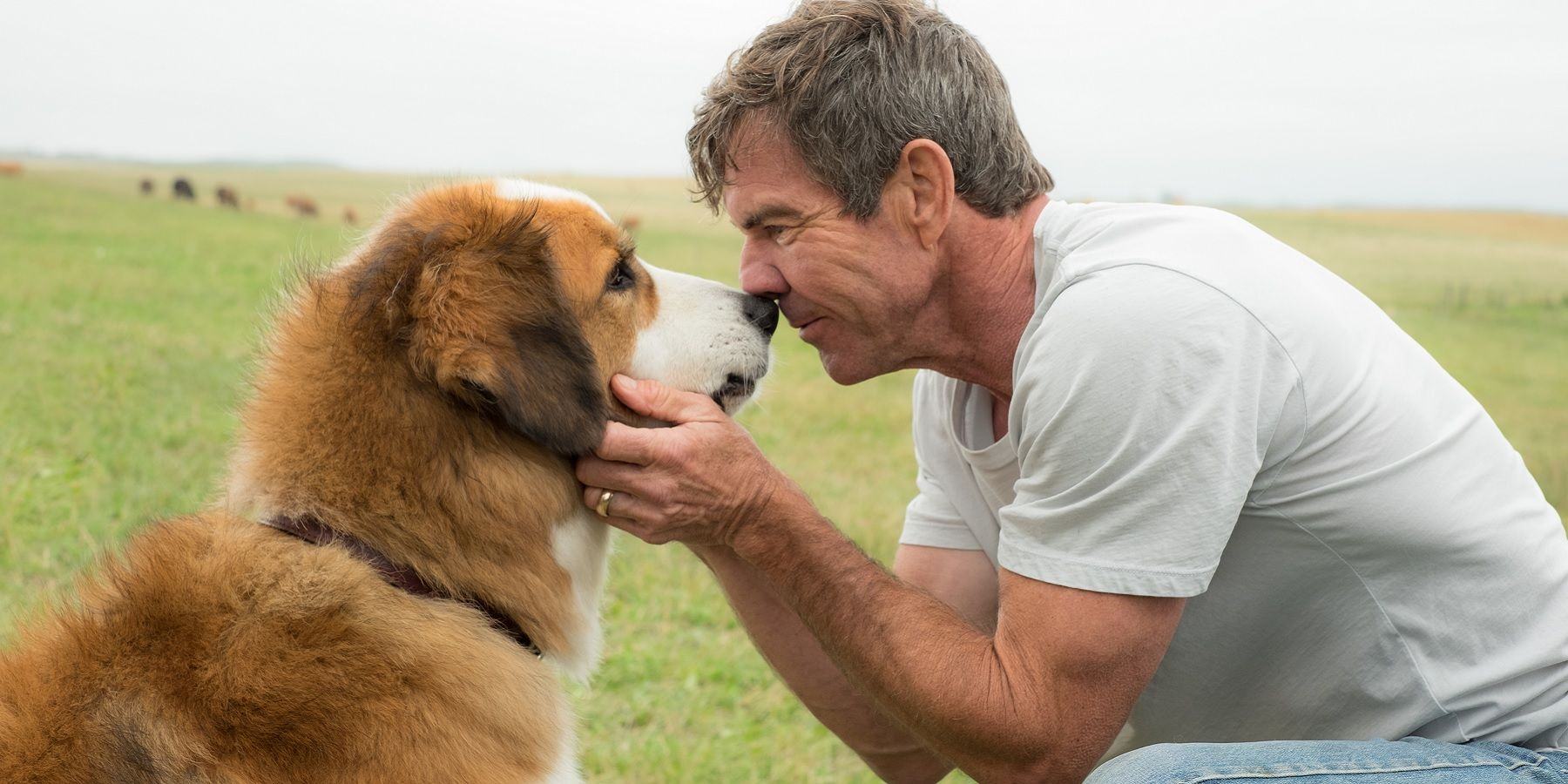Ethan caresses a dog in A Dog's Purpose