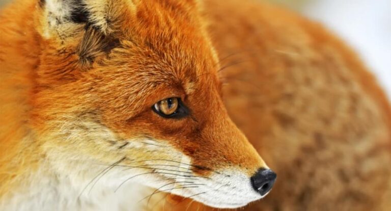 Look at the fox's photo and find the camouflaged hourglass in this visual challenge