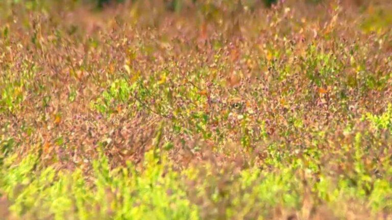 Optical Illusion: Find Bird in Grass in 7 Seconds
