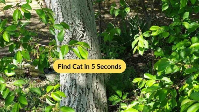 Find Cat in the Backyard in 5 Seconds