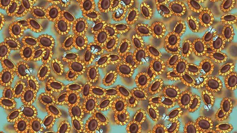 Can you spot Bee hidden inside the Bed of Sunflowers in 9 Secs?