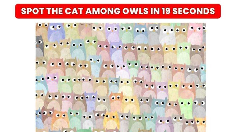 Spot The Cat Hidden Among The Owls in 19 Seconds