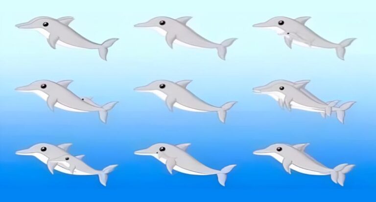 The number of dolphins you can count in this visual quiz will reveal your mental age