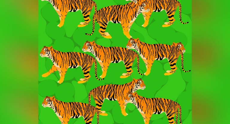 Visual challenge: How many tigers can you count in this photo in 10 seconds?