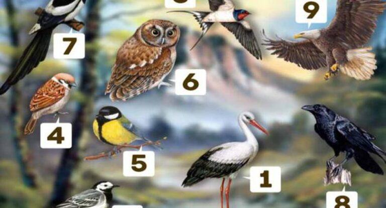 Visual check: choose the bird you like and get essential life advice