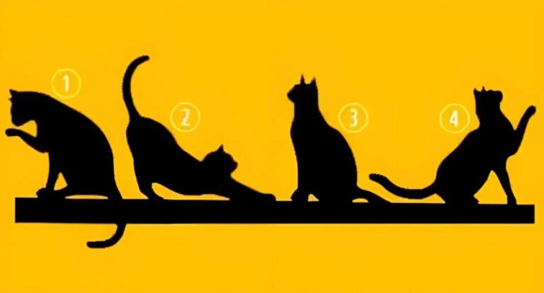 Visual quiz: The cat you choose below will reveal what intelligence you have