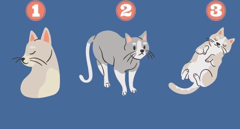 Choose one of the cats and discover your personality when it comes to problem solving