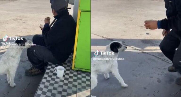 The dog shows off the skills of a criminal and steals breakfast from a clumsy worker