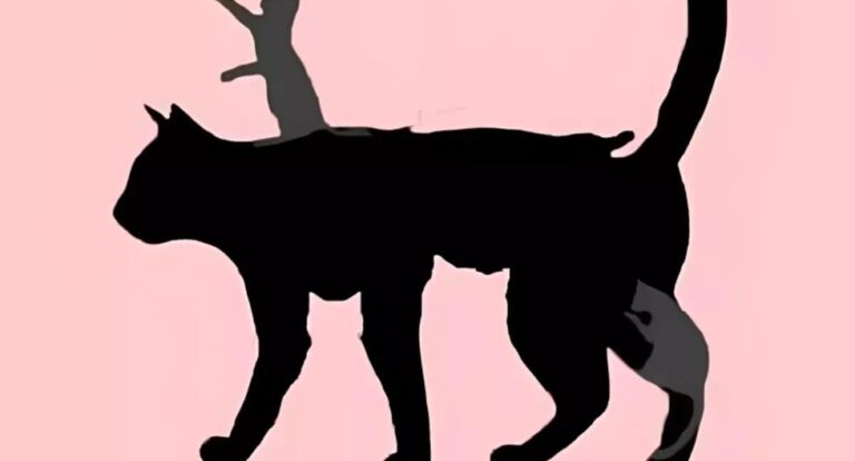 The number of cats you can see in 5 seconds will reveal your mental age
