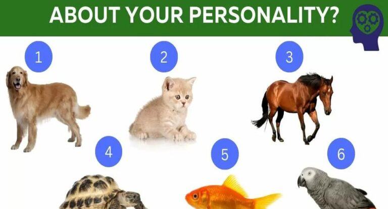 Choose the animal you like best and you will find out aspects of your personality