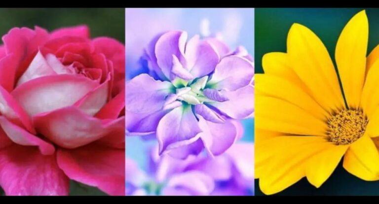 Find out what makes you unique by choosing your favorite flower