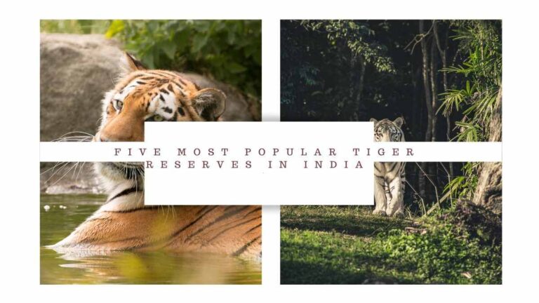 List of five most popular Tiger Reserves in India
