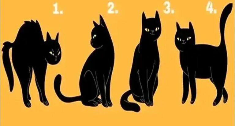 Pick a cat and you'll discover why your personality hides your best qualities