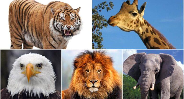 The animal you choose in this picture will give you very important advice in life