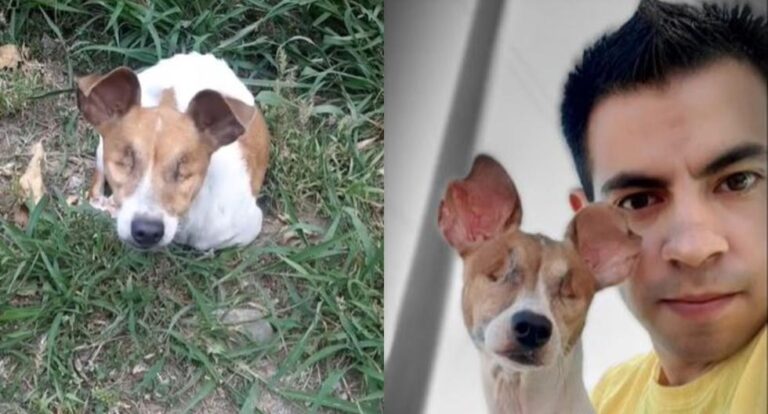 Hombre salva la vida de Conchita, la perrita sin ojos abandonada en las calles de Monterrey