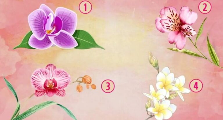 Indica qué orquídea te gusta más para que sepas todo lo que te hace especial