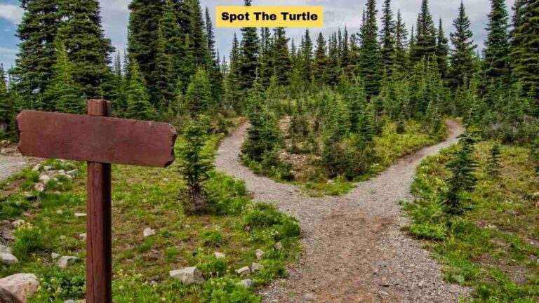 Find the turtle within 5 seconds!