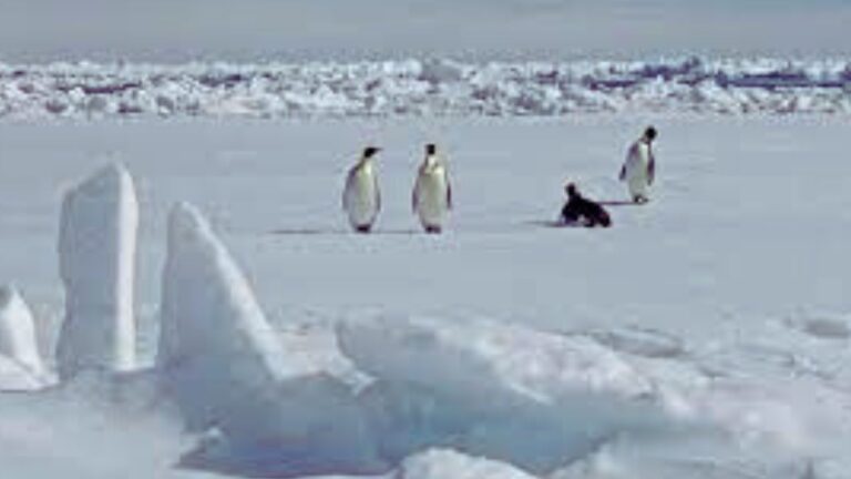 The Melting Sea Ice of Antarctica has Killed Thousands of Emperor Penguins. Here