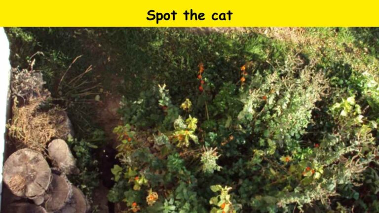 Spot the cat in the backyard in 7 seconds