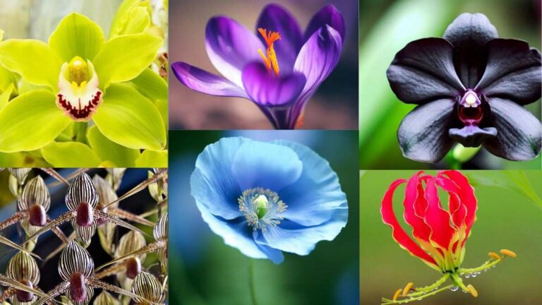 List of 7 Most Expensive Flowers in India with Names and Images