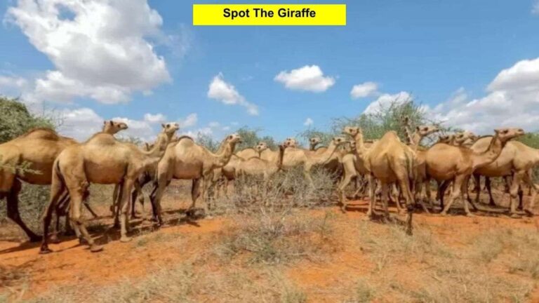 Find the giraffe in this optical illusion image within 5 seconds!