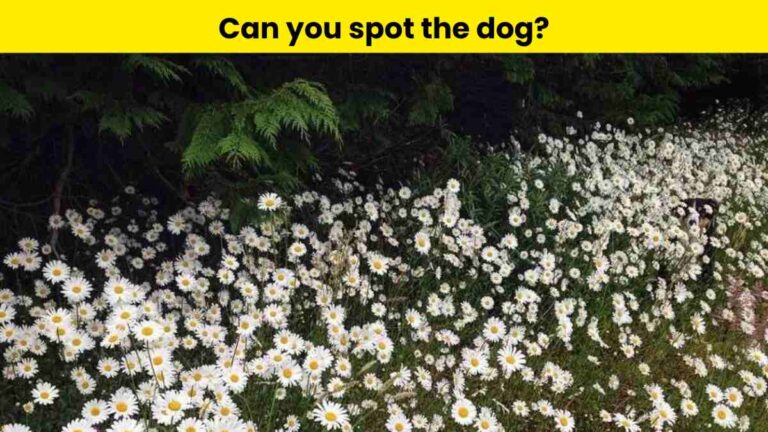 Spot the dog