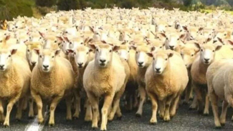 Can you spot Wolf hidden among the Flock of Sheep in picture within 5 Secs?