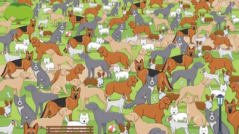 Only a Genius can Spot Hidden Puppy Among Dogs in picture within 11 Secs!