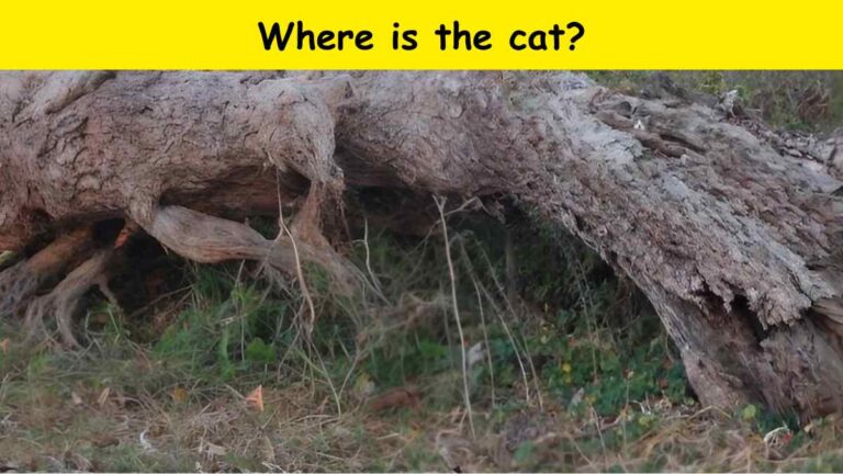 Can you spot the cat?