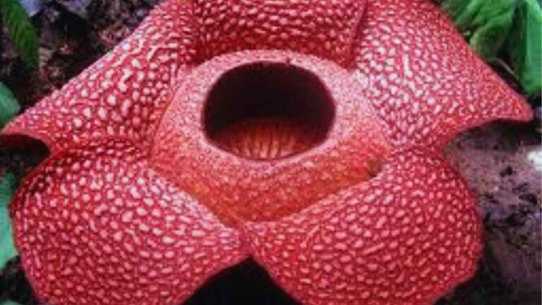 Rafflesia, the largest flower of he world is getting closer to extinction. Here