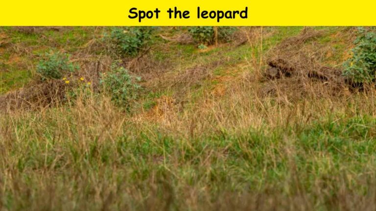 Can you spot the leopard?