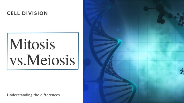 Know in detail the difference between Mitosis and Meiosis