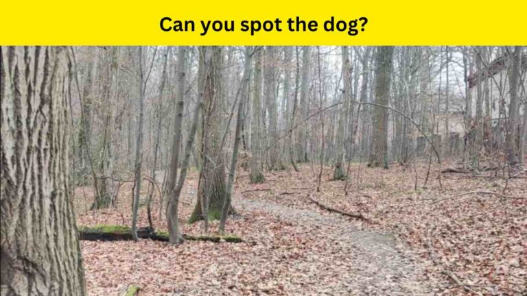 Can you find the dog?