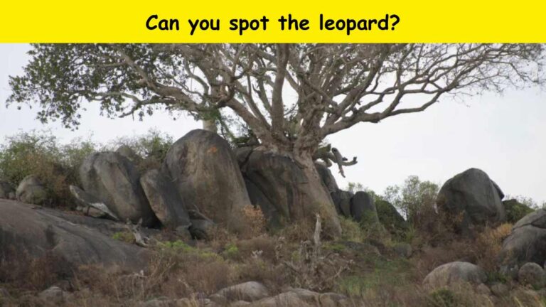 Optical Illusion - Spot the leopard