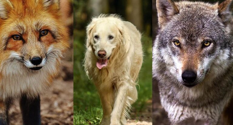 ¿Perro, lobo o zorro? El animal que prefieras revelará tu verdadero instinto
